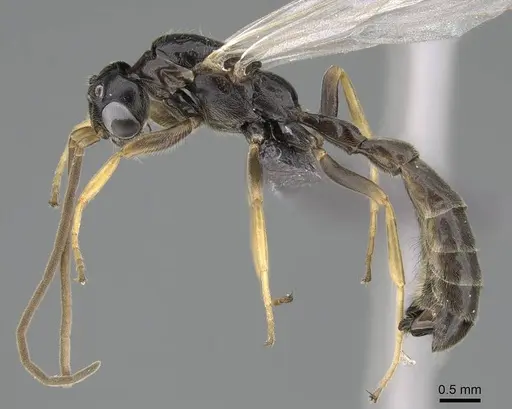 Tetraponera andrei specimen CASENT0778281 image casent0778281_3
