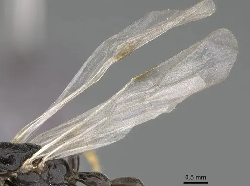 Tetraponera andrei specimen CASENT0778281 image casent0778281_4