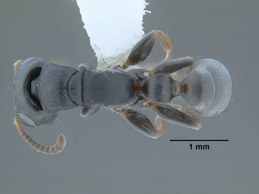 Tetraponera andrei specimen CASENT0794345 image casent0794345_1