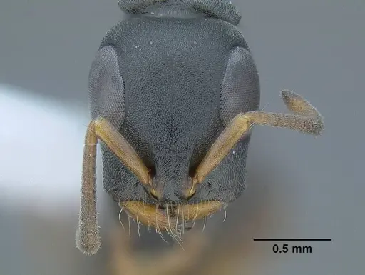 Tetraponera andrei specimen CASENT0794345 image casent0794345_2