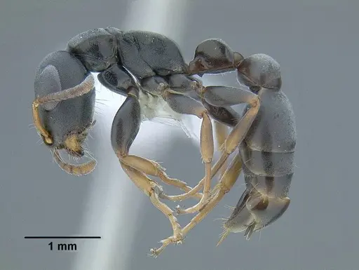 Tetraponera andrei specimen CASENT0794345 image casent0794345_3