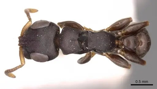 Tetraponera andrei specimen CASENT0915848 image casent0915848_1
