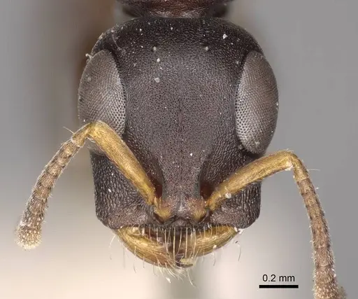Tetraponera andrei specimen CASENT0915848 image casent0915848_2