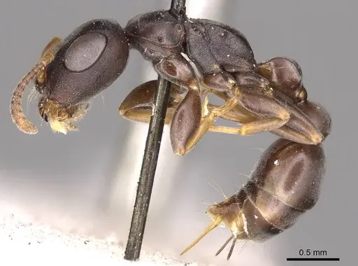 Tetraponera andrei specimen CASENT0915848 image casent0915848_3