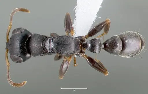Tetraponera anthracina specimen CASENT0403412 image casent0403412_1