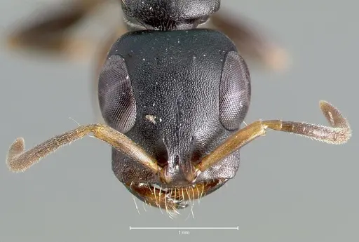 Tetraponera anthracina specimen CASENT0403412 image casent0403412_2