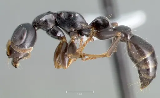 Tetraponera anthracina specimen CASENT0403412 image casent0403412_3