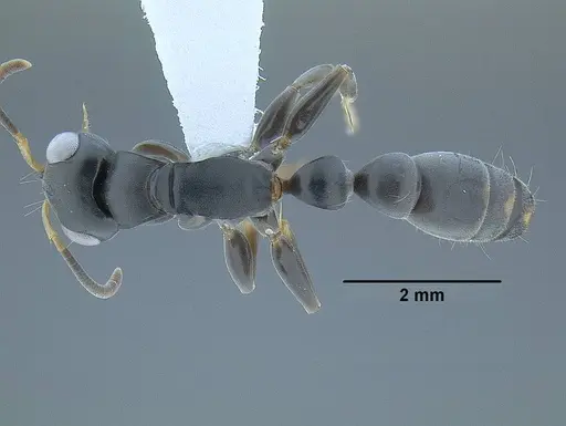 Tetraponera anthracina specimen CASENT0794191 image casent0794191_1