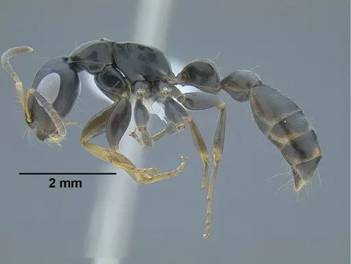 Tetraponera anthracina specimen CASENT0794191 image casent0794191_3