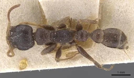 Tetraponera anthracina specimen CASENT0915524 image casent0915524_1
