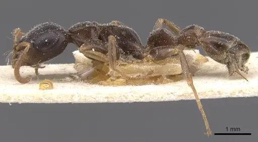 Tetraponera anthracina specimen CASENT0915524 image casent0915524_3