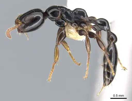 Tetraponera apiculata specimen CASENT0902821 image casent0902821_3