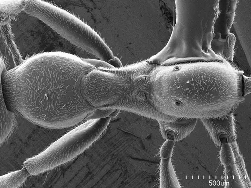 Tetraponera attenuata specimen ANTWEB1008596 image antweb1008596_1