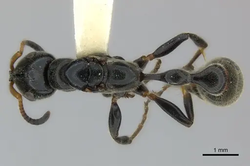 Tetraponera attenuata specimen CASENT0217587 image casent0217587_1