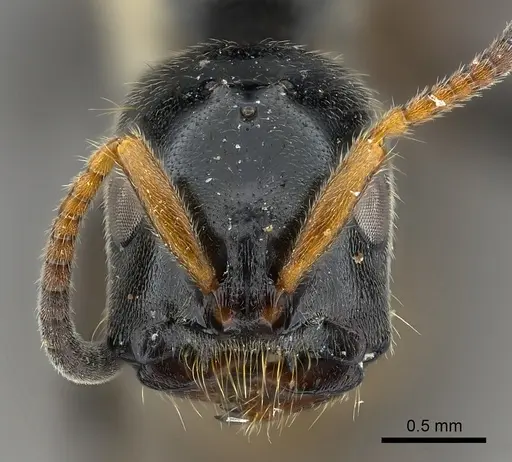 Tetraponera attenuata specimen CASENT0217587 image casent0217587_2