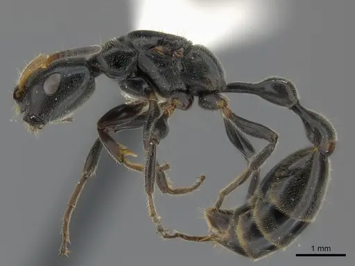 Tetraponera attenuata specimen CASENT0217587 image casent0217587_3