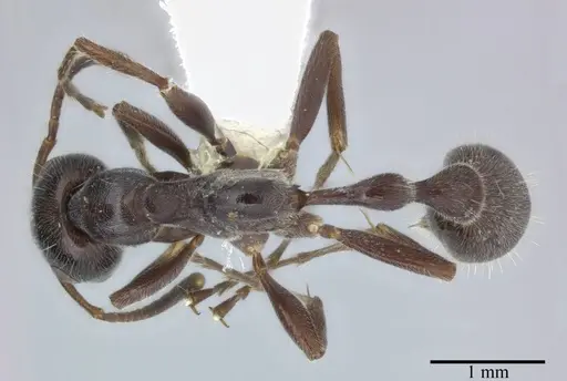 Tetraponera attenuata specimen CASENT0246299 image casent0246299_1