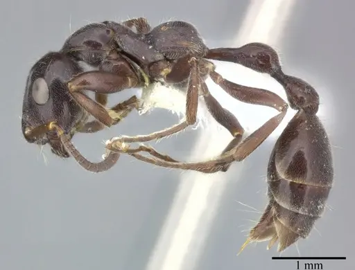 Tetraponera attenuata specimen CASENT0246299 image casent0246299_3