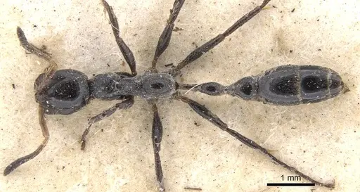 Tetraponera attenuata specimen CASENT0902828 image casent0902828_1