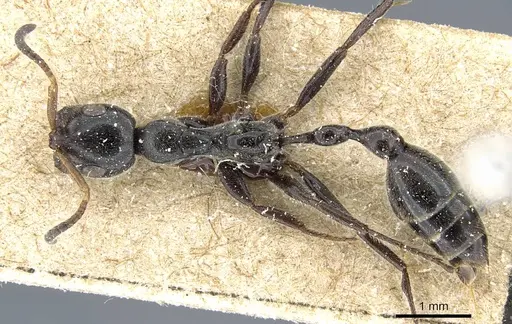 Tetraponera attenuata specimen CASENT0905747 image casent0905747_1