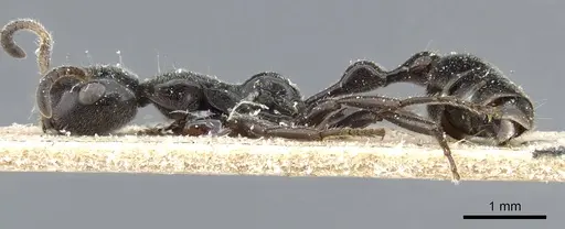 Tetraponera attenuata specimen CASENT0905747 image casent0905747_3