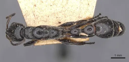 Tetraponera attenuata specimen CASENT0907459 image casent0907459_1