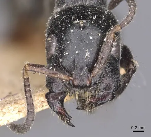 Tetraponera attenuata specimen CASENT0907459 image casent0907459_2