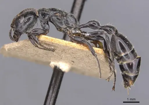 Tetraponera attenuata specimen CASENT0907459 image casent0907459_3