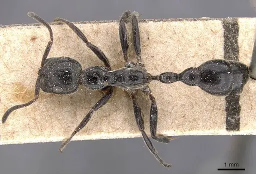 Tetraponera attenuata specimen CASENT0907467 image casent0907467_1