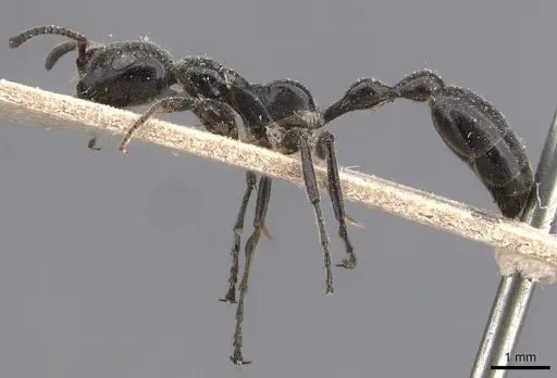 Tetraponera attenuata specimen CASENT0907467 image casent0907467_3