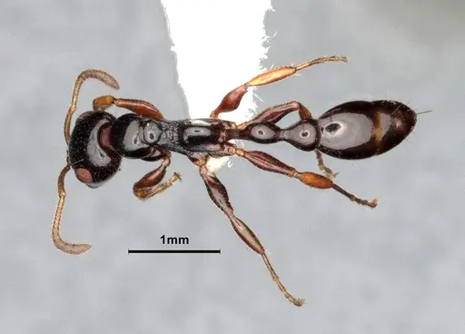 Tetraponera avia specimen CASENT0796635 image casent0796635_1