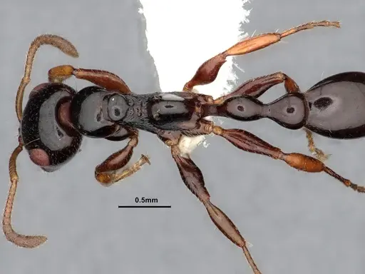 Tetraponera avia specimen CASENT0796635 image casent0796635_2