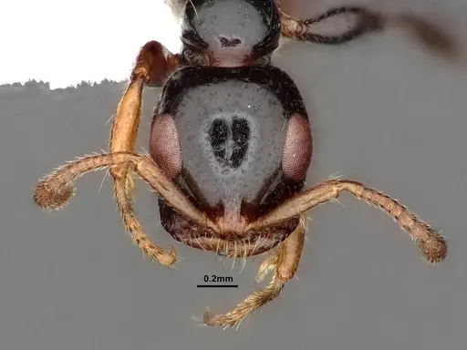 Tetraponera avia specimen CASENT0796635 image casent0796635_3