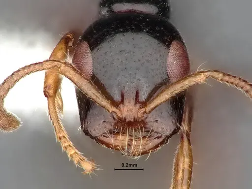 Tetraponera avia specimen CASENT0796635 image casent0796635_4