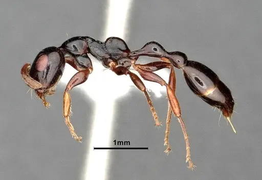 Tetraponera avia specimen CASENT0796635 image casent0796635_5