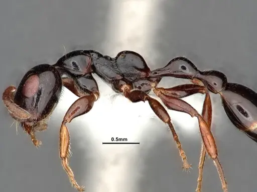 Tetraponera avia specimen CASENT0796635 image casent0796635_6