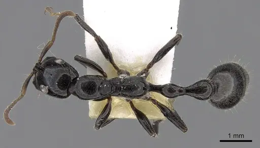 Tetraponera binghami specimen CASENT0281873 image casent0281873_1