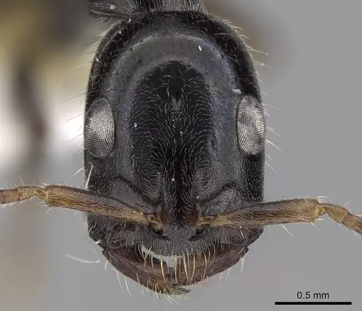 Tetraponera binghami specimen CASENT0281873 image casent0281873_2