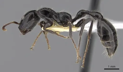 Tetraponera binghami specimen CASENT0281873 image casent0281873_3
