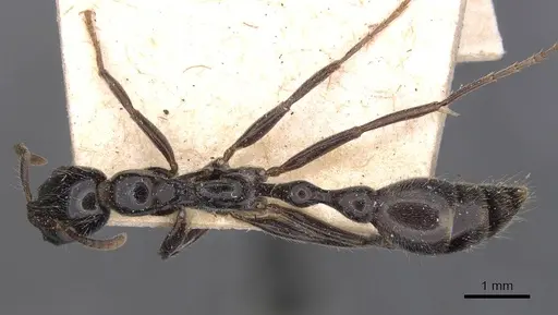 Tetraponera binghami specimen CASENT0907457 image casent0907457_1