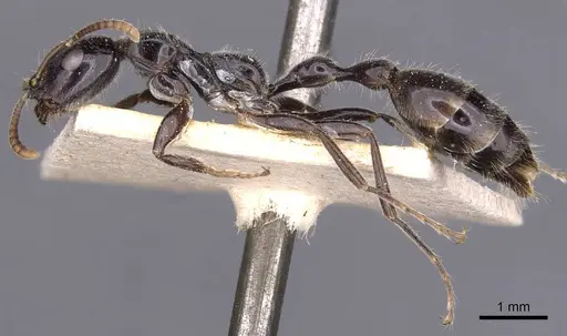 Tetraponera binghami specimen CASENT0907457 image casent0907457_3