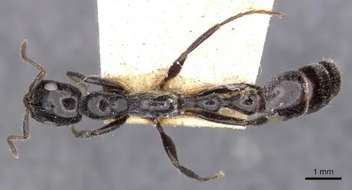 Tetraponera binghami specimen CASENT0907458 image casent0907458_1