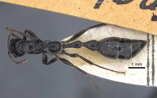 Tetraponera binghami specimen CASENT0916869 image casent0916869_1