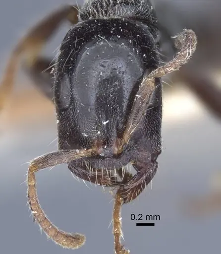 Tetraponera binghami specimen CASENT0916869 image casent0916869_2