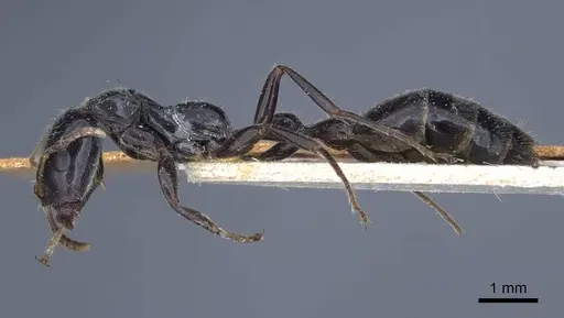 Tetraponera binghami specimen CASENT0916869 image casent0916869_3