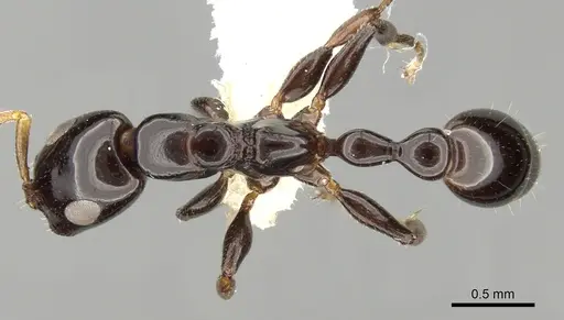 Tetraponera bita specimen CASENT0281997 image casent0281997_1