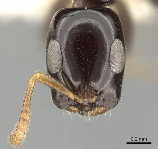 Tetraponera bita specimen CASENT0281997 image casent0281997_2