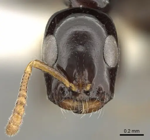Tetraponera bita specimen CASENT0281997 image casent0281997_3