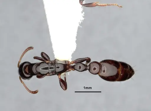 Tetraponera bita specimen CASENT0796636 image casent0796636_1