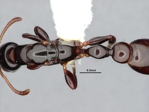 Tetraponera bita specimen CASENT0796636 image casent0796636_2